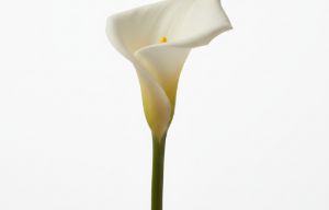 花艺